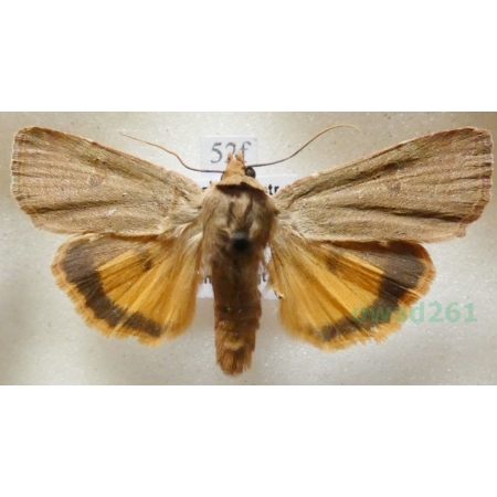 Noctua comes Hübner, 1813 Rolnica komes Czech52f